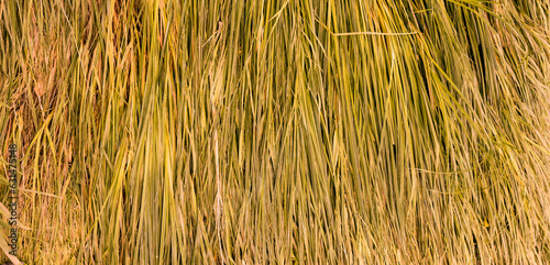 rows of dry yellow grass background