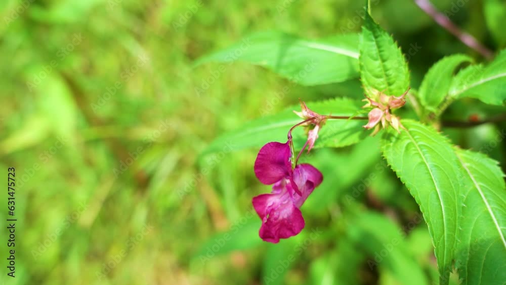 Flower impatiens Glandulifera , close up. Flower impatiens Glandulifera , close up.