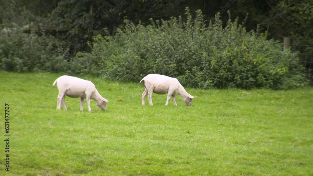 Free range, sheep and lamb farming in the UK countryside put out to pasture Free range, sheep and lamb farming in the UK countryside put out to pasture
