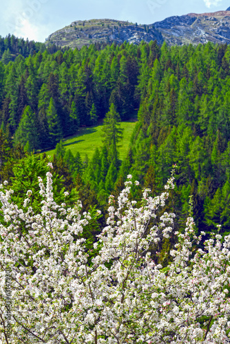 Apfelbaumblüte im Hochgebirge, Kanton Graubünden (Schweiz) © Ilhan Balta
