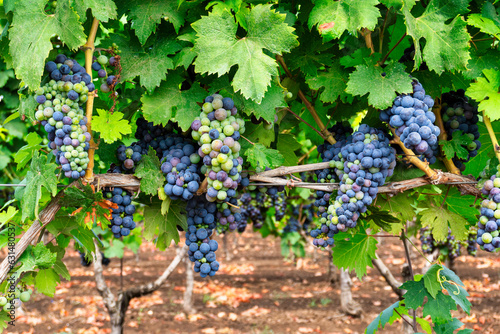 grappoli d'uva nera da vino rosso, su un vigneto pugliese - Lizzano, Taranto, Puglia, Salento, Italia photo