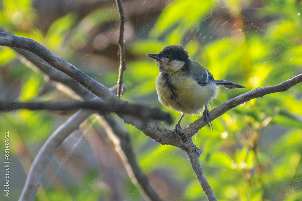 Obraz premium tit on the tree