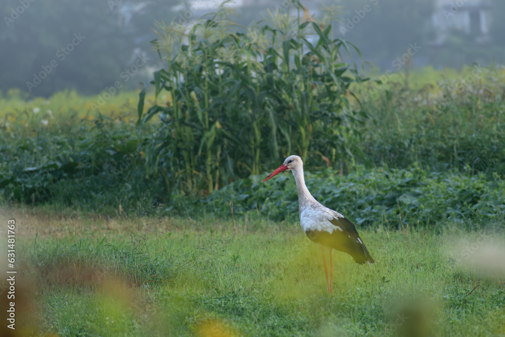 yellow billed stork in the grass