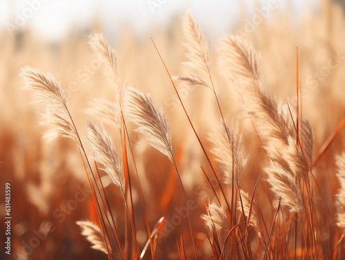 Background, wall texture, warm colors, bright leaves