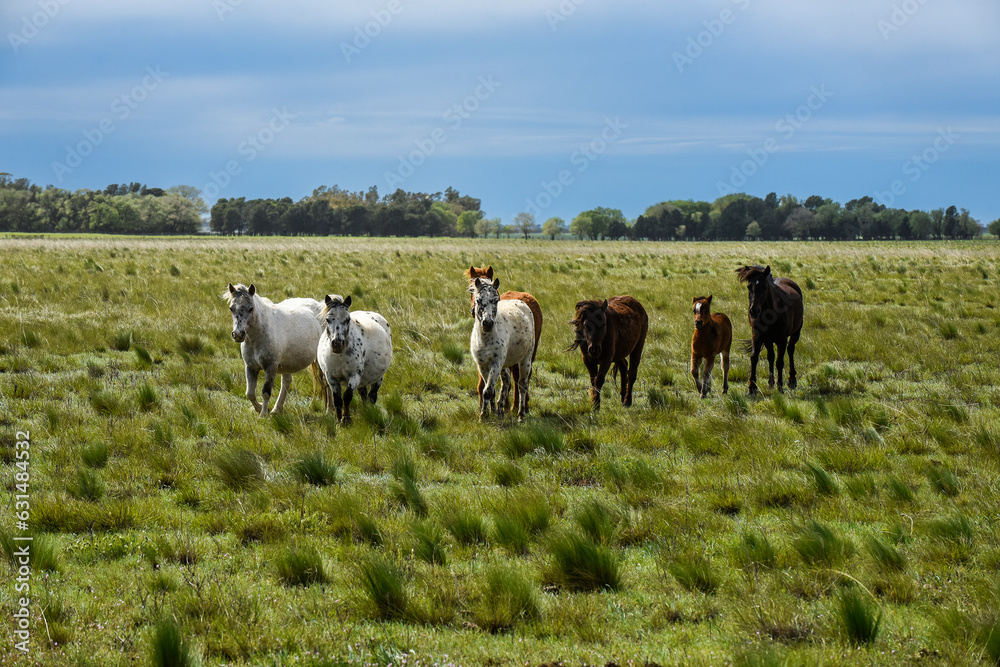 Fototapeta premium Herd of horses in the coutryside, La Pampa province, Patagonia, Argentina.