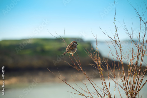 A sparrow sits on a branch against the backdrop of the sea and a green island