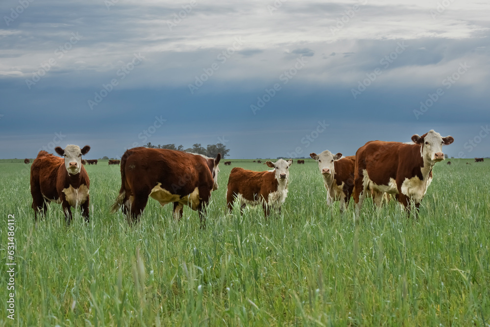 Countryside landscape with cows grazing, La Pampa, Argentina Countryside landscape with cows grazing, La Pampa, Argentina