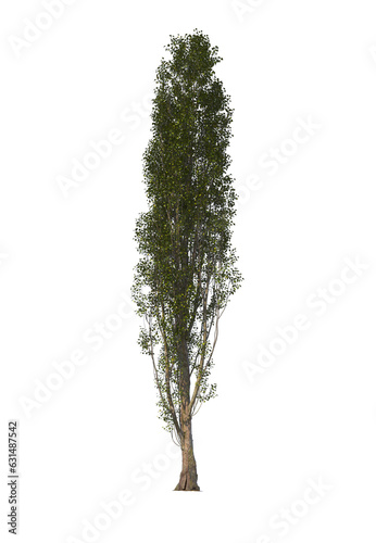 Canvas Print Populus Nigra, the black poplar, cottonwood poplar, light for daylight, easy to