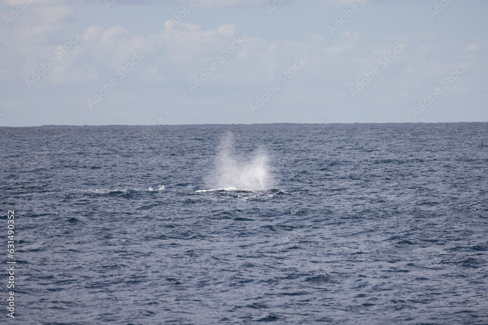 Humpback Whale seen near the Gold Coast in Queensland, Australia