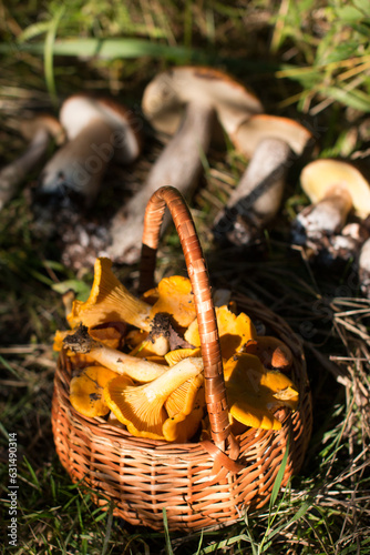 a basket of mushrooms. White, aspen and chanterelles mushroom harvest
