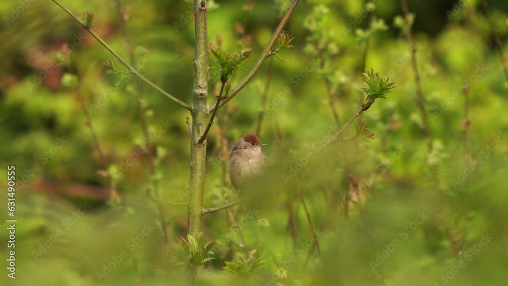 A female Eurasian blackcap (Sylvia atricapilla) resting on a branch and flying away A female Eurasian blackcap (Sylvia atricapilla) resting on a branch and flying away