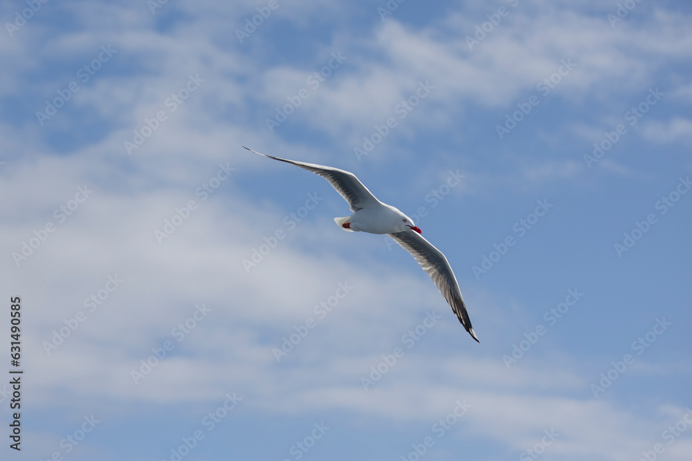 Common Silver Gull coastal bird in flight near Tweed Heads in New South Wales, Australia