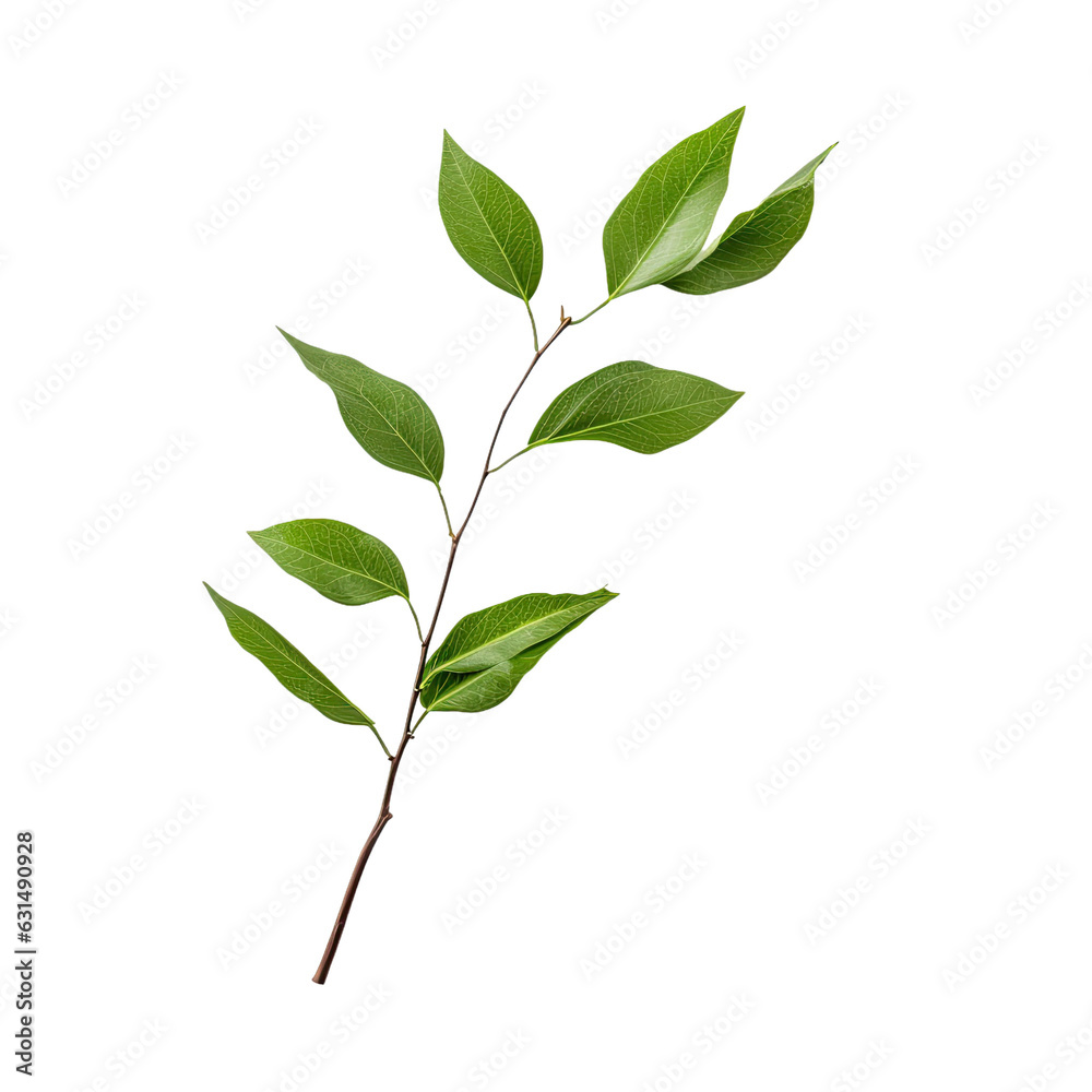 Fototapeta premium white backround, isolated twig with green leaves.