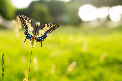 Butterfly standing on a small plant in spring photo