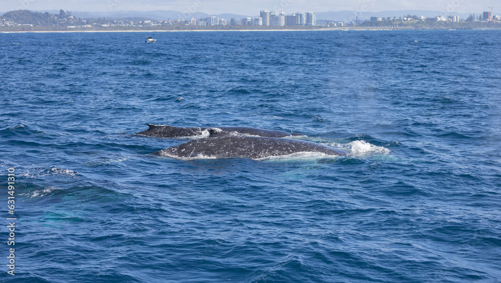 Naklejka premium Humpback Whale seen near the Gold Coast in Queensland, Australia