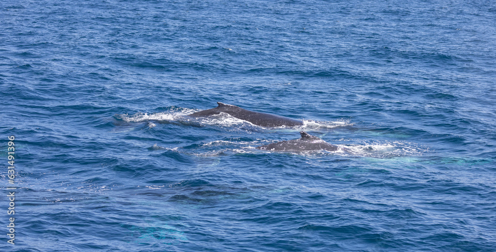 Humpback Whale seen near the Gold Coast in Queensland, Australia Humpback Whale seen near the Gold Coast in Queensland, Australia