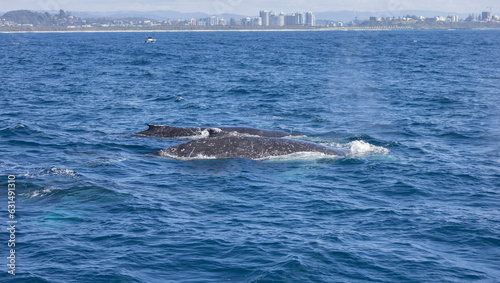 Humpback Whale seen near the Gold Coast in Queensland, Australia