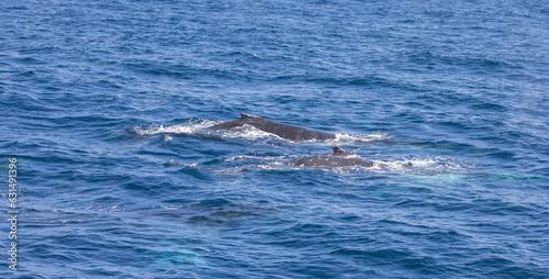Humpback Whale seen near the Gold Coast in Queensland, Australia © hyserb