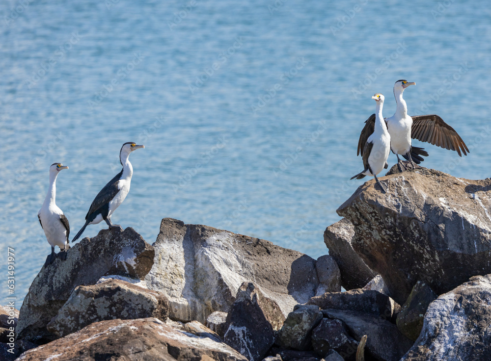 Pied Cormorants perched on rocks in natural habitat in New South Wales, Australia Pied Cormorants perched on rocks in natural habitat in New South Wales, Australia
