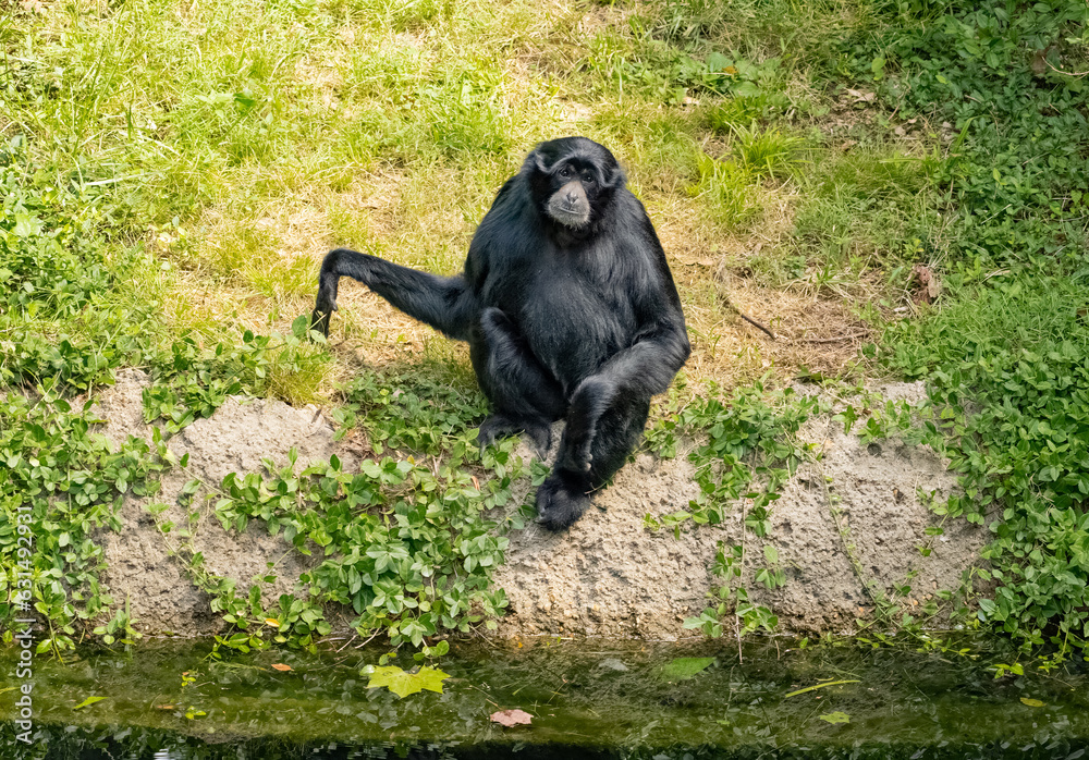 Siamang gibbon is waiting for a treat in a zoo habitat in Tennessee. Siamang gibbon is waiting for a treat in a zoo habitat in Tennessee.