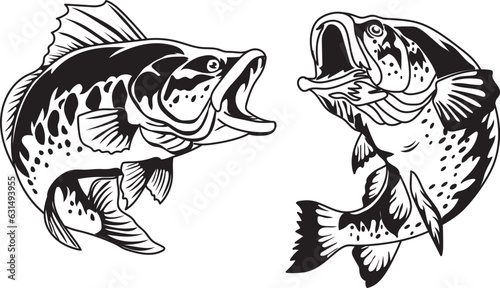 Fototapeta Naklejka Na Ścianę i Meble -   Bass Fish Vector illustration
