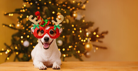 Jack russell dog in party hat, celebrating new year. Christmas concept.