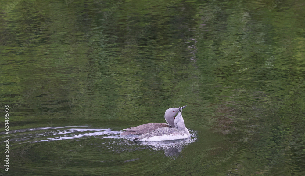 Fototapeta premium The red-throated loon (North America) or red-throated diver (Britain and Ireland) (Gavia stellata) is a migratory aquatic bird found in the northern hemisphere. Nordland county