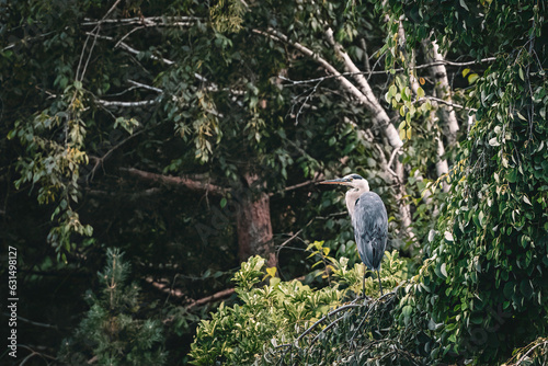 Great Blue Heron perched on a Tree