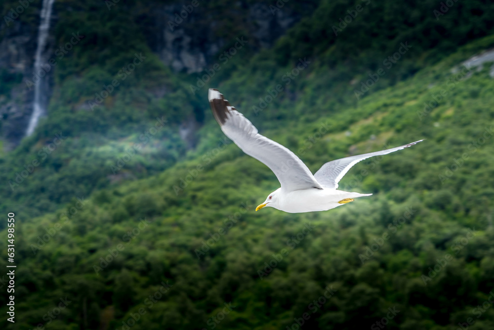Lonesome Gull, Floating Far