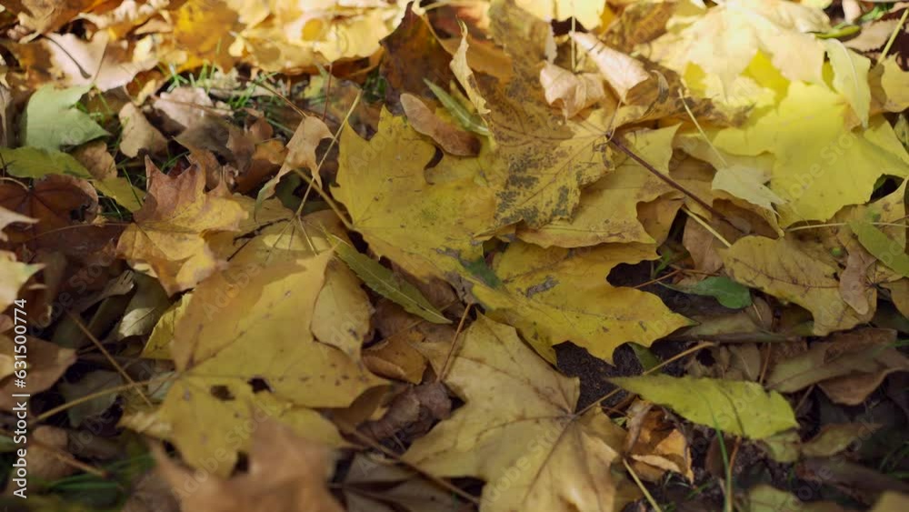 Close-up, Fallen autumn yellow leaves lies on ground. Camera moves sideway to the left side over fallen leaves of maple tree in autumn on a bright sunny day in sun rays (4K - 50fps) Close-up, Fallen autumn yellow leaves lies on ground. Camera moves sideway to the left side over fallen leaves of maple tree in autumn on a bright sunny day in sun rays (4K - 50fps)
