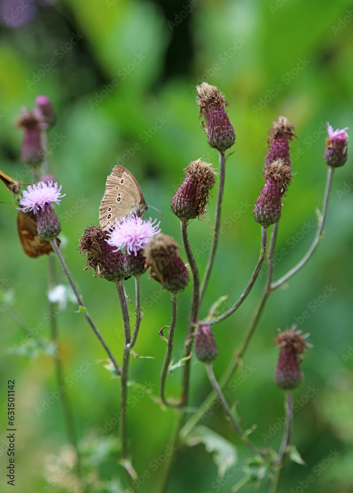Closeup of a Ringlet butterfly perched on Creeping Thistle flowers, Derbyshire England
Closeup of a Ringlet butterfly perched on Creeping Thistle flowers, Derbyshire England
