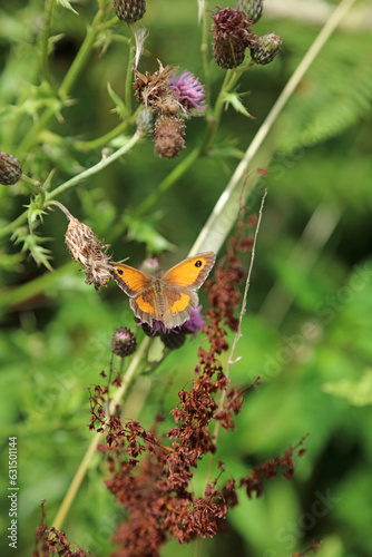 Closeup of a Gatekeeper butterfly on a Creeping Thistle flower, Derbyshire England 