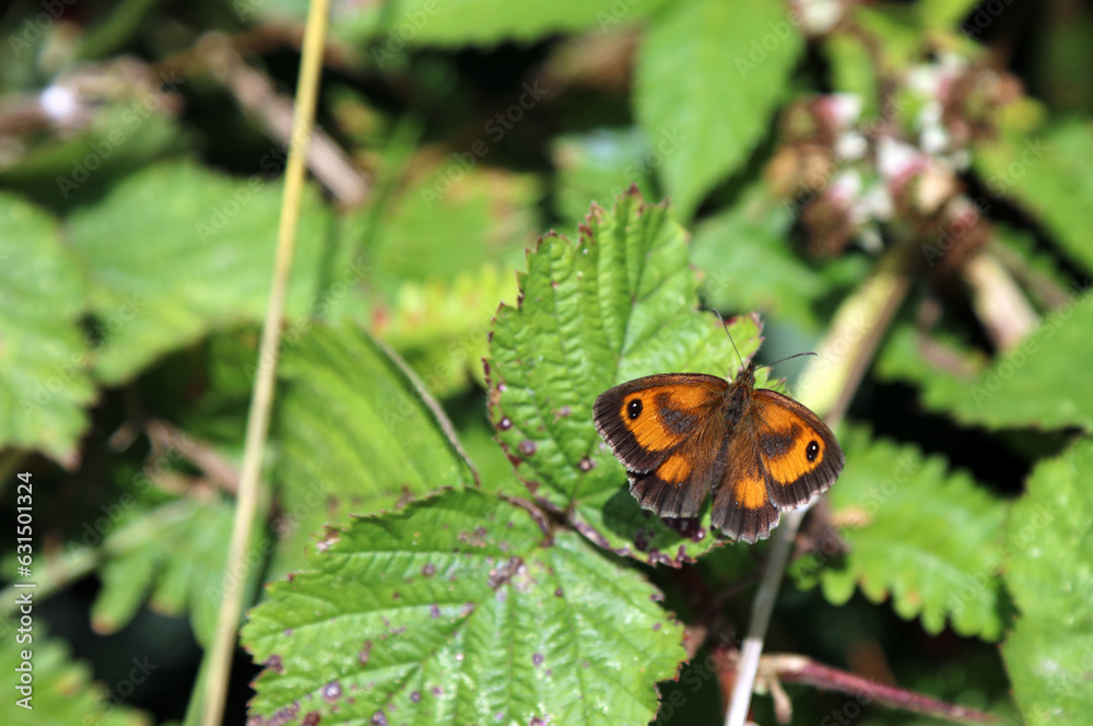 Sunlit Gatekeeper butterfly, Derbyshire England
Sunlit Gatekeeper butterfly, Derbyshire England