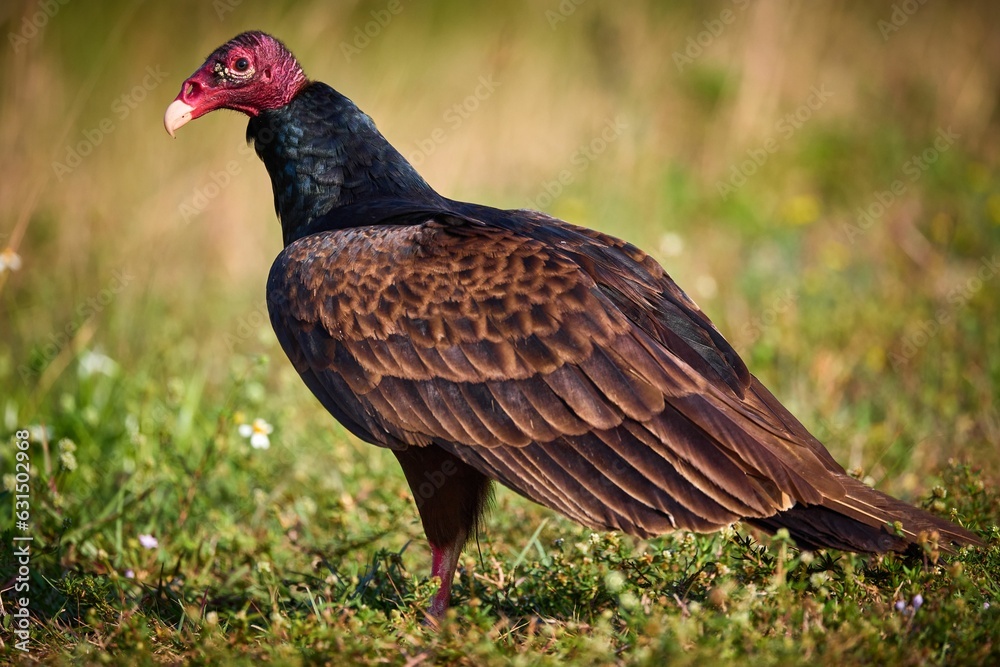 Turkey vulture perched atop a lush meadow of green grass. Turkey vulture perched atop a lush meadow of green grass.