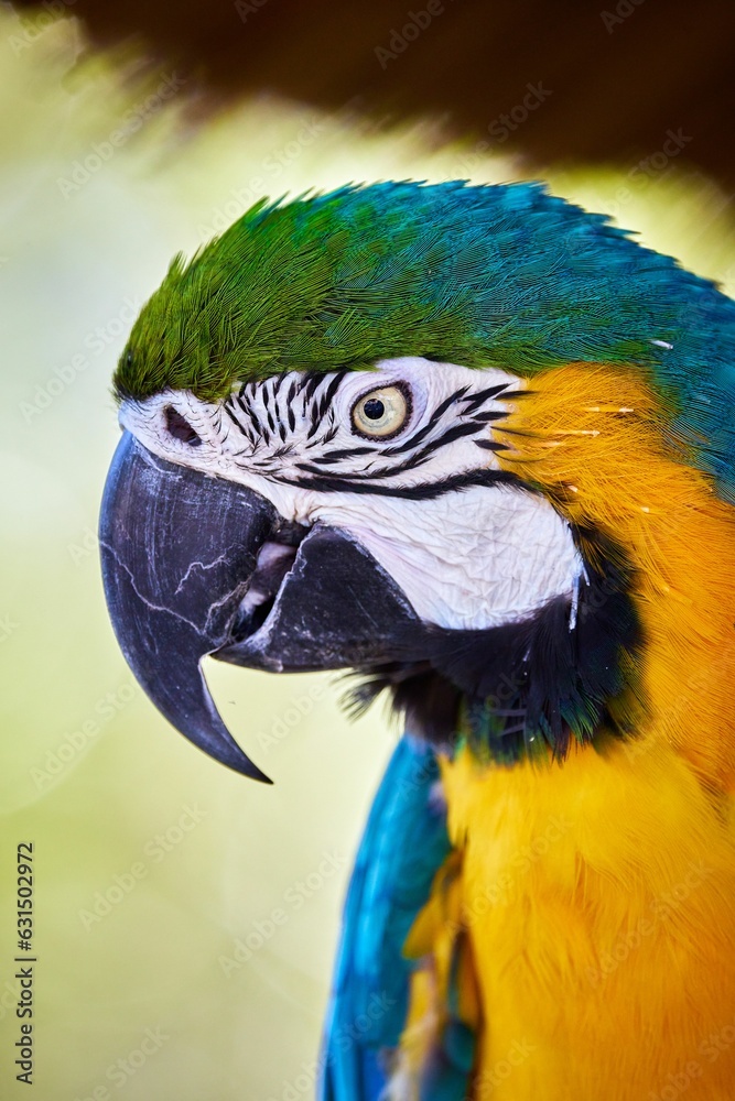 Closeup shot of a vibrant macaw in profile portrait. Closeup shot of a vibrant macaw in profile portrait.