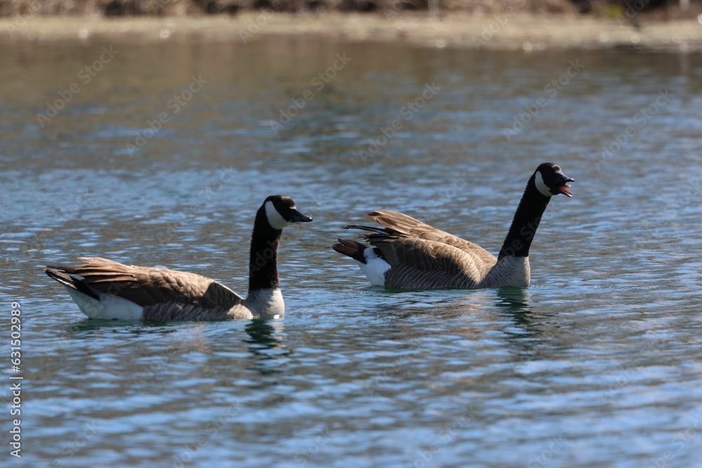 Fototapeta premium White geese swimming in a tranquil body of water