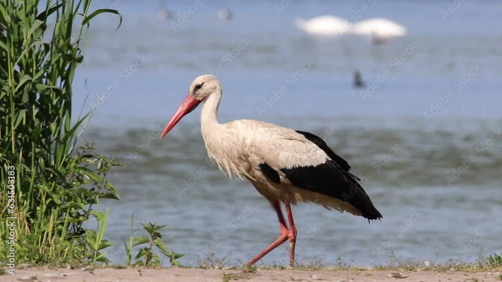 a stork walks on the shore of a lake a stork walks on the shore of a lake