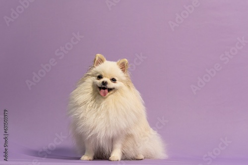 Adorable white Spitz against a purple background.