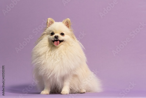 Adorable white Spitz against a purple background.