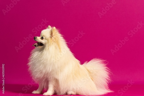 Adorable white Spitz against a bright pink background.
