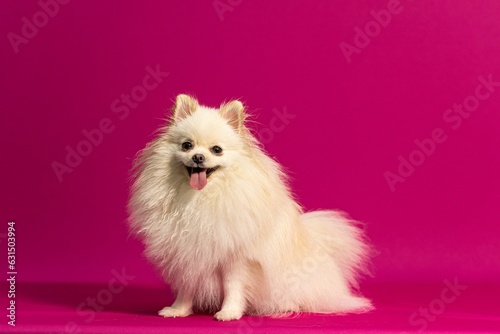 Adorable white Spitz against a bright pink background.