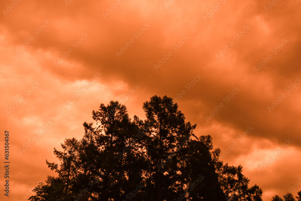 夕焼けの空と木のシルエット