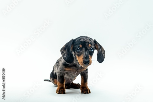 Adorable dachshund isolated on a white background