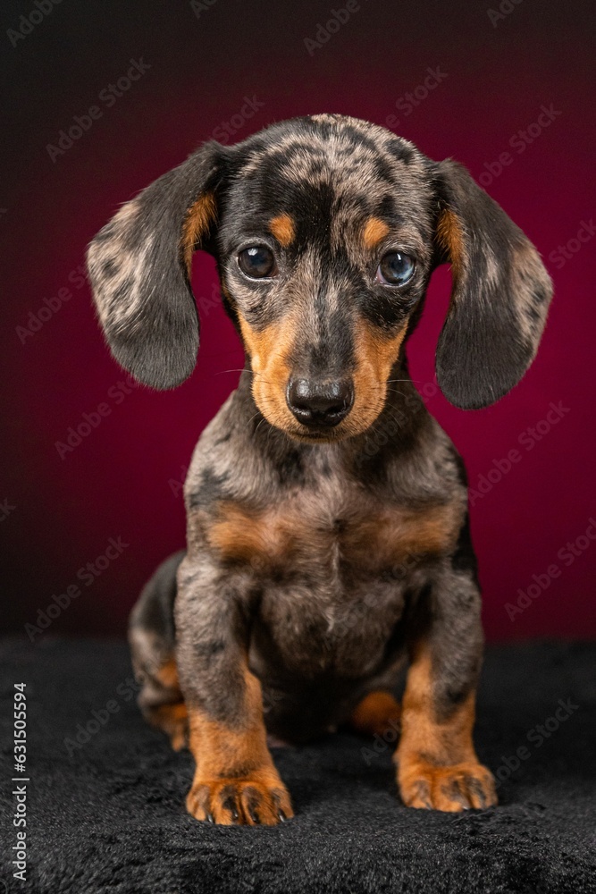 Adorable dachshund isolated on a dark brown background