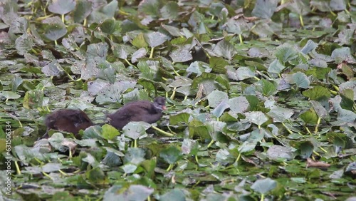 Pulcini di Gallinella d'acqua