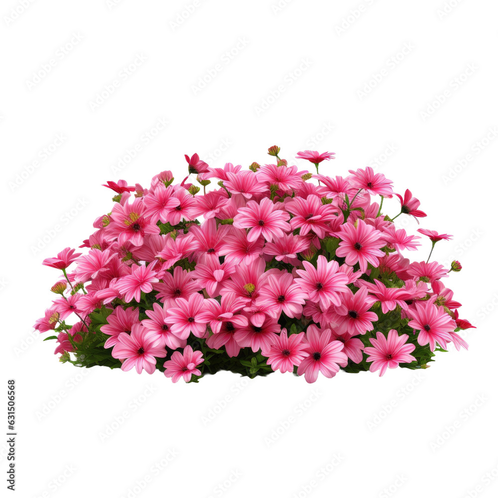 Fototapeta premium Pink flowers in a flower bed isolated on a white backround, suitable for garden design or landscaping.