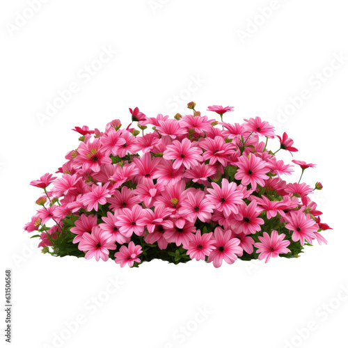 Pink flowers in a flower bed isolated on a white backround, suitable for garden design or landscaping.