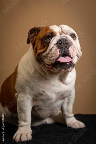 Adorable American Bulldog against a beige background