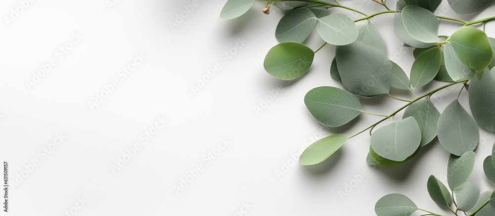 The picture features fresh eucalyptus branches placed on a light grey background. The composition The picture features fresh eucalyptus branches placed on a light grey background. The composition