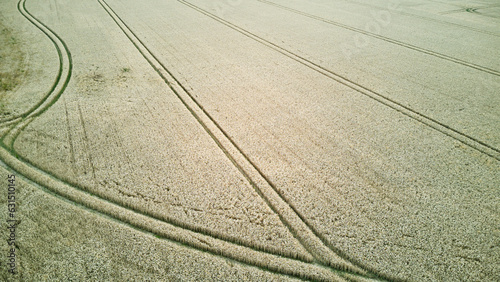Aerial view of a ripe wheat field with vehicle tracks